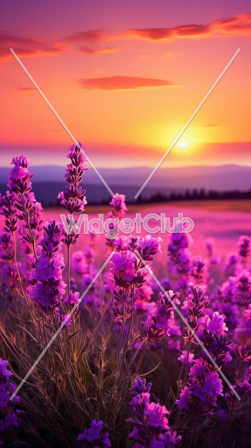 Sunset and Lavender Field