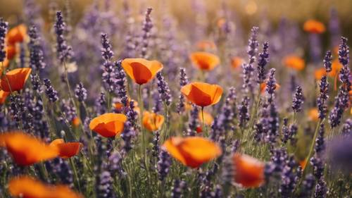 Un hermoso campo de flores silvestres, dominado por lavanda morada y amapolas anaranjadas.