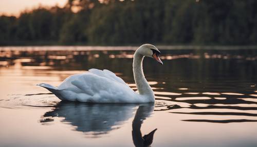 Un cisne blanco nadando serenamente en un lago tranquilo que refleja la luz de la luna.