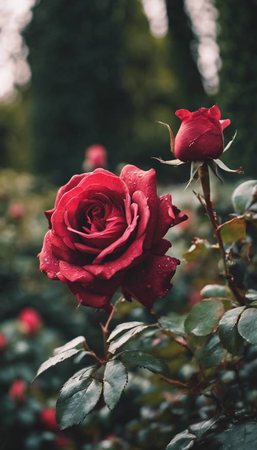 一朵古老、浓烈的深红色玫瑰，盛开在一座古老的英国花园里。
