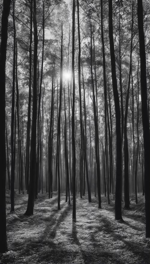 Ağaçların gölgeli siyahtan beyaza geçiş yaptığı şafak vakti orman manzarası.