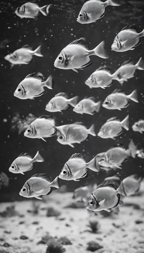Group of tropical fish swimming together, in a purely black and white image.