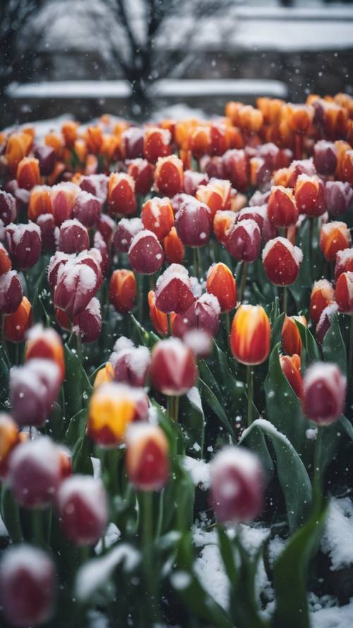 A patch of colorful tulips partially covered by a late spring snowfall.