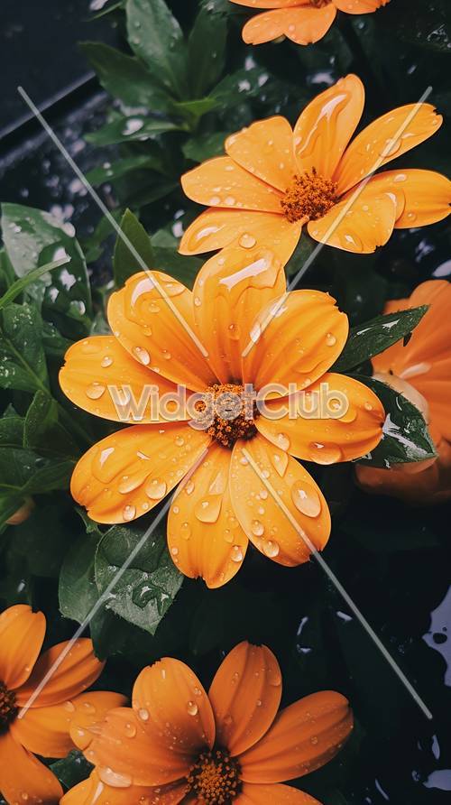 Leuchtend orange Blüten mit Regentropfen