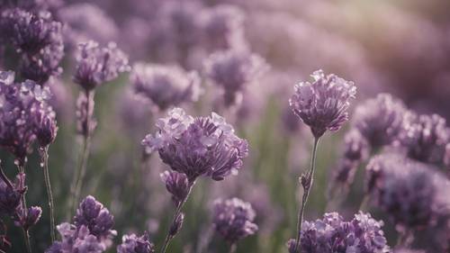 Pola bunga yang detail, menggunakan warna lavender dan plum.