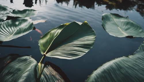 清澈的池塘里倒映着黑色的芭蕉叶。