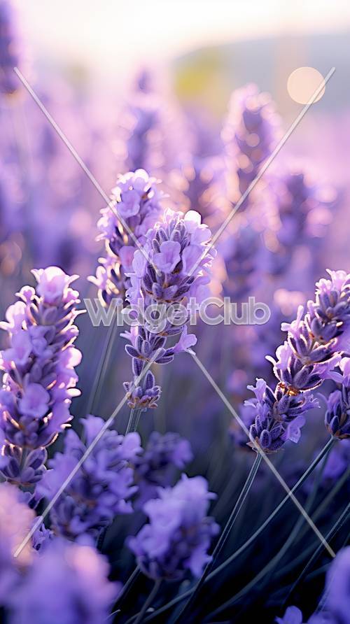 柔和灯光下的紫色薰衣草花