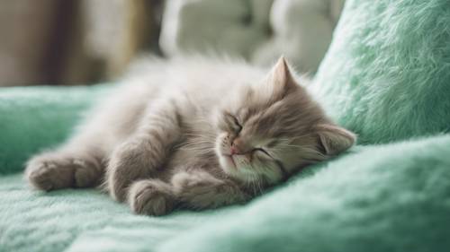 A soft and fluffy kitten sleeping on a mint green cushion.