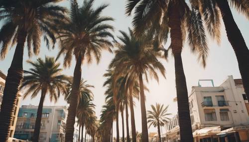Симпатичные пальмы красиво выстроились по обе стороны тихой городской улицы.