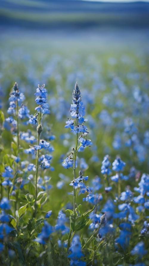 İlkbaharda mavi bir ova, mavi kır çiçekleri kümeleri manzaraya derinlik katıyor.