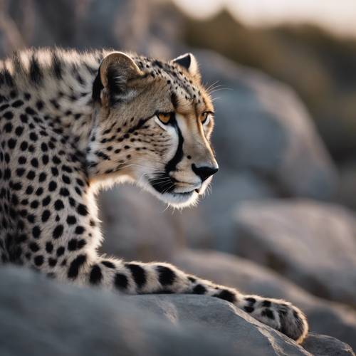 Un ghepardo grigio che si mimetizza nel crepuscolo contro le rocce grigie, le macchie scure sulla sua pelliccia sono appena visibili.