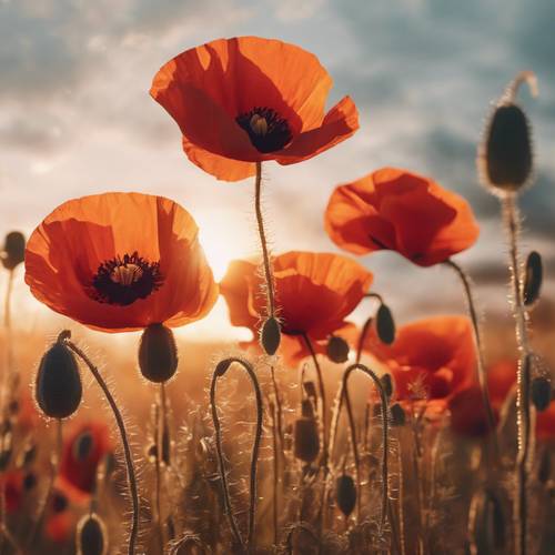 A dream-like scene of red poppies flooded with a soft light filtered of an orange sunset".
