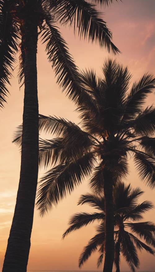 A tropical palm tree swaying gently in the evening breeze, showcasing a stunning sunset. Tapeta [094d28646c864ee1aa2b]