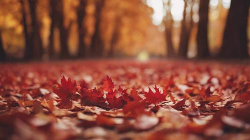 Las hojas de otoño de color rojo fuego caen de los árboles, y en el suelo se destaca el lema &quot;El otoño nos muestra lo hermoso que es dejar ir las cosas&quot; en una fuente serif de color cobre brillante.