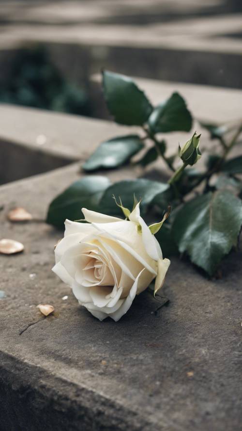 A single white rose lying on a gravesite, weathered but still vibrant.