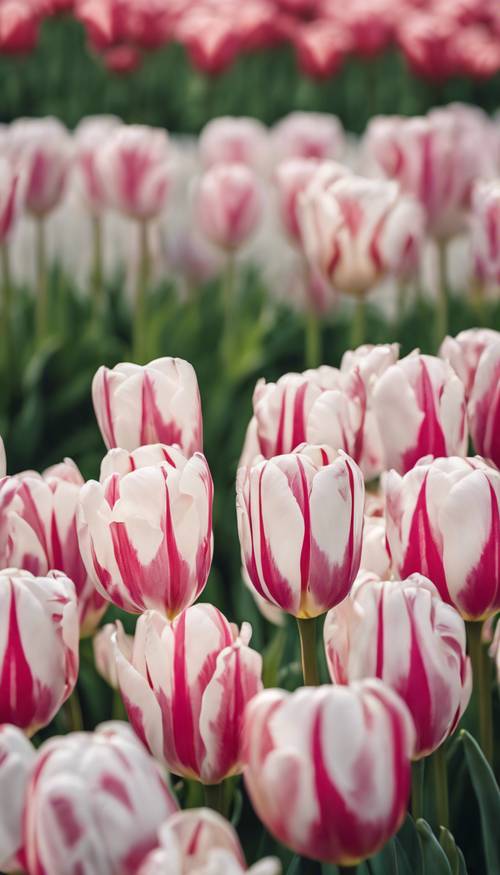 Tulipanes de rayas blancas y rosas que florecen alegremente en un día de primavera.