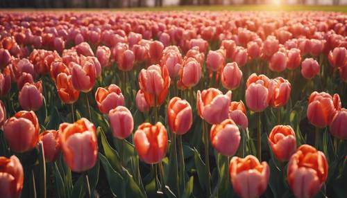 Un coucher de soleil chaleureux sur un champ de tulipes fraîches disposées dans un design floral contemporain. Fond d&#39;écran [56ae46073d404a018cf9]