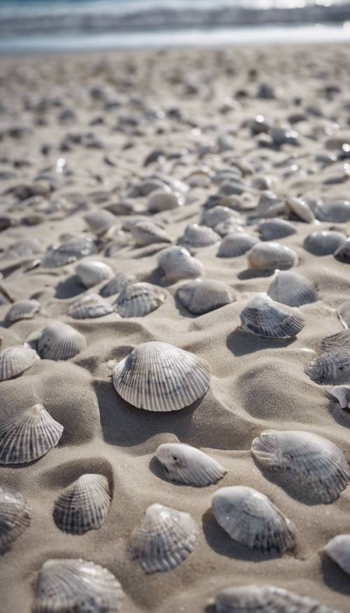 A gray seashell pattern imprinted on beach sands. Wallpaper [5ef37d9638924a9ab55e]