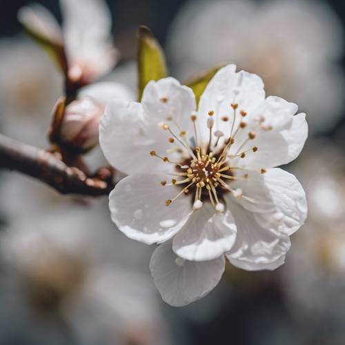 Gros plan intense d&#39;une fleur de cerisier blanche révélant des détails complexes de ses étamines et de ses pétales.