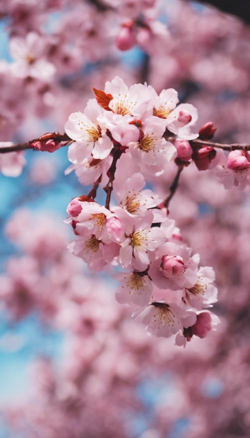 Eine lebendige und farbenfrohe Darstellung der im Frühling blühenden japanischen Sakura. Hintergrund [606734b1c3a5494ba911]