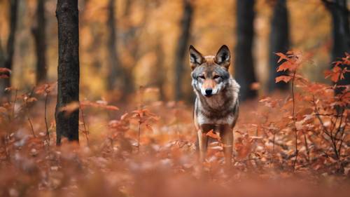 Nieśmiały i smukły czerwony wilk wyłaniający się z ciekawością zza jesiennych liści.