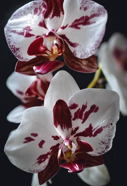 Yaprakları karanlık bir arka planda yumuşak bir şekilde parıldayan narin kırmızı ve beyaz bir orkide.