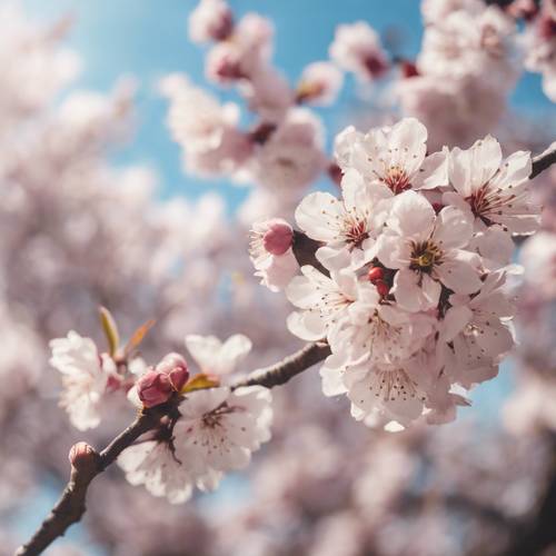 전통 정원의 봄 하늘 아래 활짝 핀 벚꽃을 그린 일본 수묵화입니다.