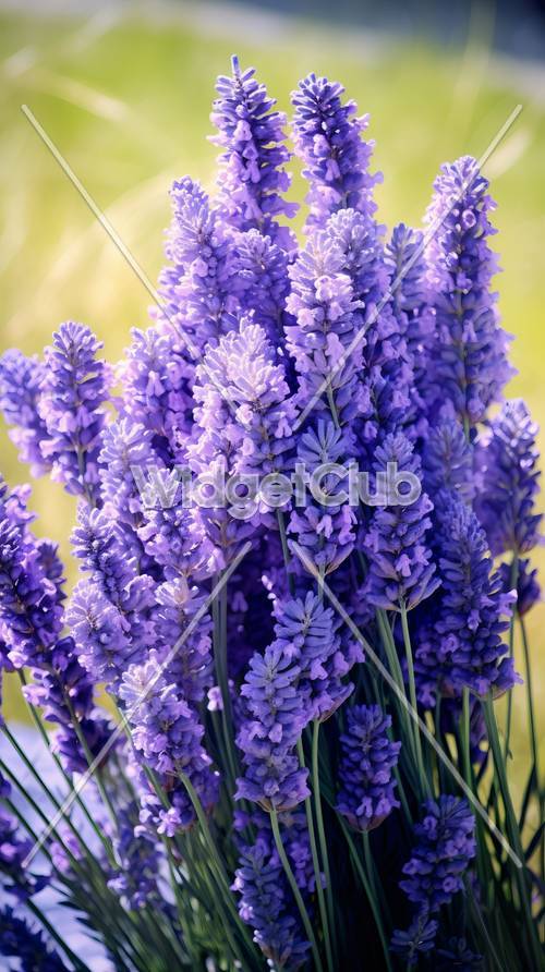 Hermosas flores de lavanda púrpura