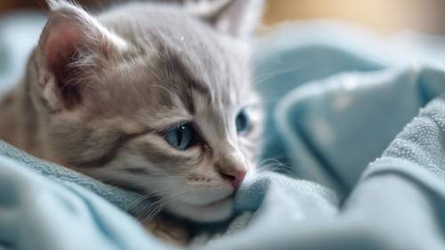 Açık mavi bir battaniyeye sarınmış sevimli, uykulu bir kedi yavrusu.