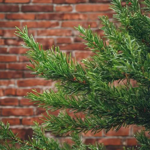 Vibrant holly green cypress branches spread elaborately on a brick red base.