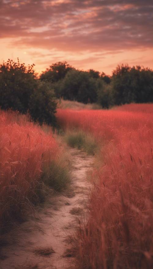 Un camino que atraviesa un campo de hierba alta y roja al atardecer.