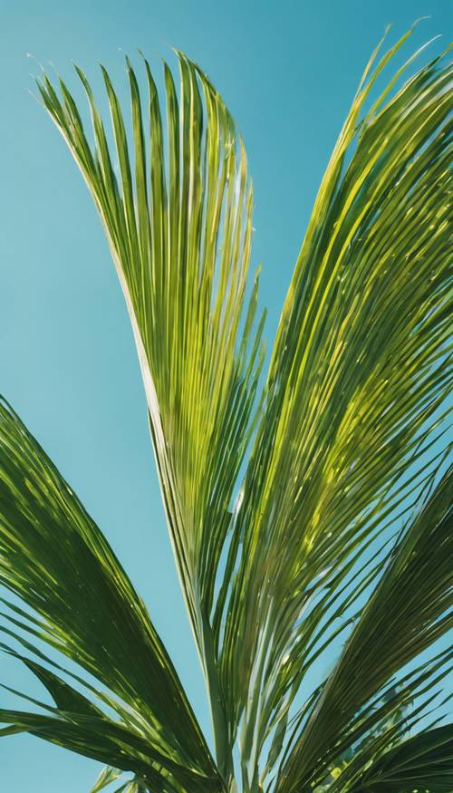 Pojedynczy, duży liść palmy tropikalnej w bogatych odcieniach zieleni, leniwie opadający na tle czystego, błękitnego nieba.