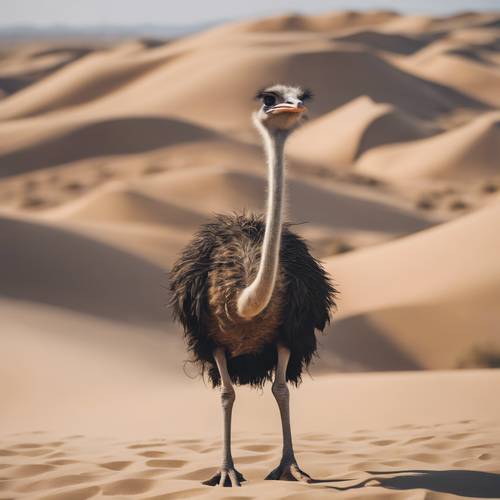 타조 한 마리가 사막의 모래 언덕 뒤에서 장난스럽게 머리를 내밀고 서 있습니다.