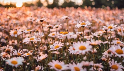 Gambar ladang bunga aster saat fajar dengan matahari terbit berwarna merah muda terang dan oranye lembut, dipadukan dengan latar belakang polkadot yang rapi.
