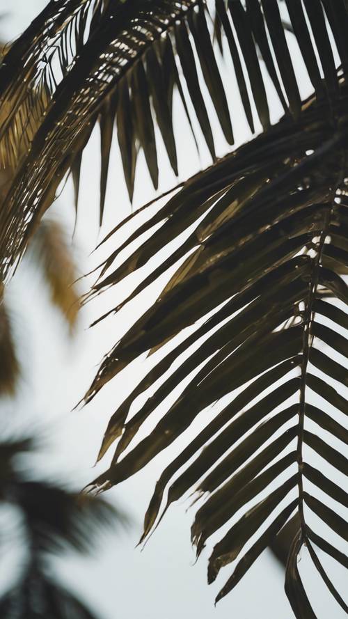 A bunch of palm leaves, gently swaying in the cool evening breeze.