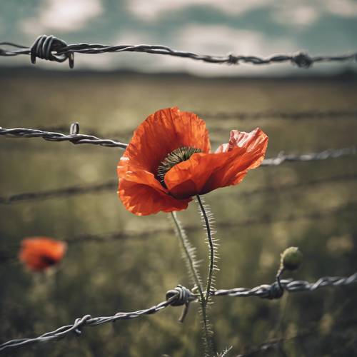 A poppy flower tangled within barbed wire signifying hope through adversity. Taustakuva [3fea555386324740be43]