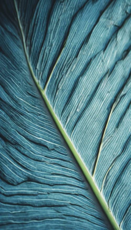 A well-lit, close up view of blue banana leaf veins.