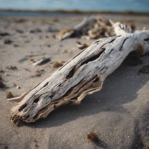 Un trozo de madera flotante envejecido hasta adquirir un hermoso color gris por la sal y el sol.