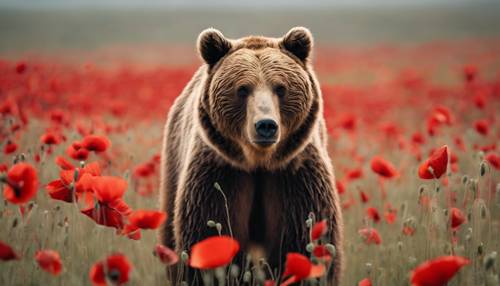 一只棕熊用后腿站立在一片红罂粟花田里。
