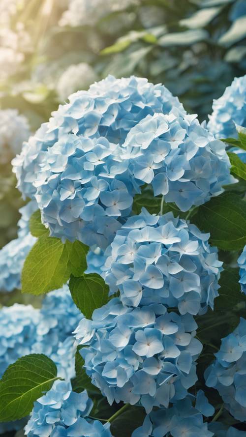 Sekelompok bunga hydrangea biru pastel bergoyang lembut di taman yang cerah.