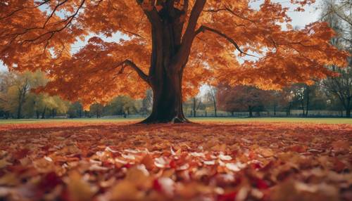 Um majestoso bordo de outono em um parque, com folhas em tons vibrantes de laranja, vermelho e dourado, com um tapete de folhas caídas abaixo dele.