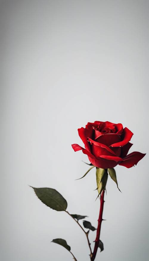 פרשנות מודרנית של פריחת ורדים, עם עלי כותרת אדומים מרהיבים בניגוד מוחלט על רקע לבן מינימליסטי.