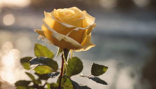 Uma rosa amarela recém-desabrochada brilhando sob a luz do sol da tarde.