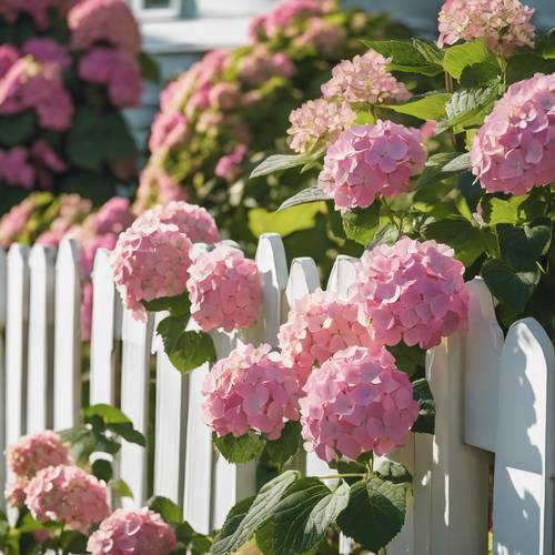 ดอกไฮเดรนเยียสีชมพูหลายดอกบานสะพรั่งข้างรั้วรั้วสีขาว