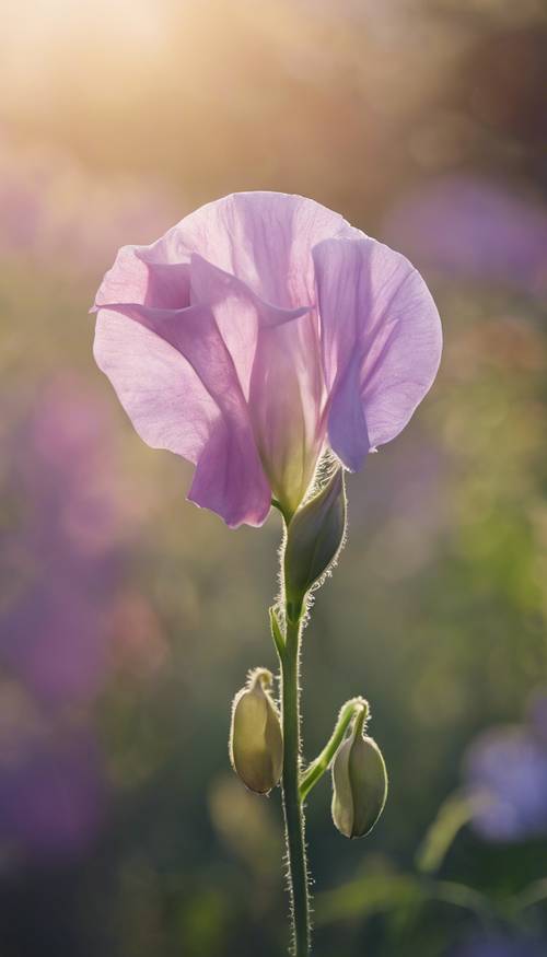 A single sweet pea flower growing in a verdant garden, bathed in the soft light of dawn.