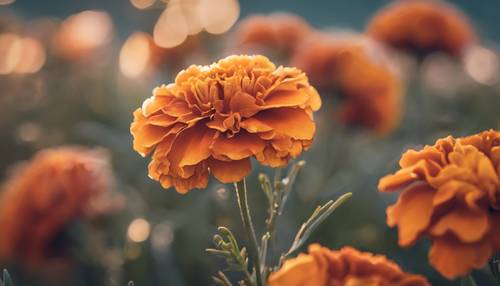 A stylized watercolor painting of French Marigold in sunset hues