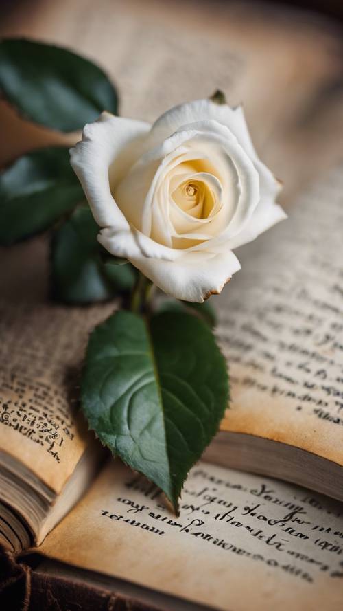 A tiny white rose peeping out of an antique book.