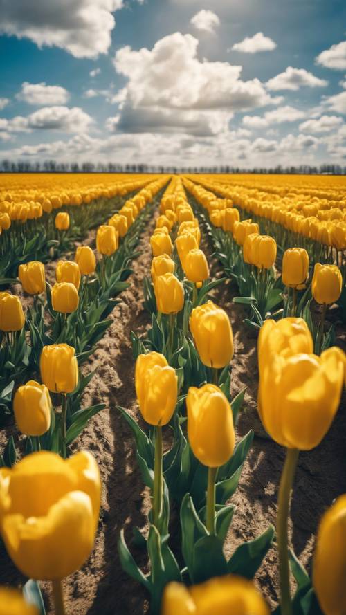 A vibrant yellow tulip field under a blue sky filled with fluffy white clouds.