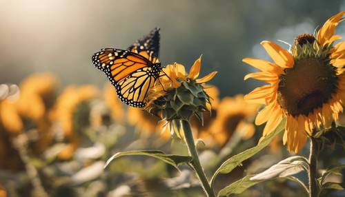 Motyl monarcha z żółtymi i pomarańczowymi skrzydłami lądujący na słoneczniku.
