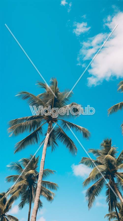 蓝天下的热带棕榈树
